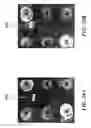 Fig. 44 - Isotachophoresis for purification of nucleic acids