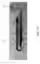 Fig. 51 - Isotachophoresis for purification of nucleic acids