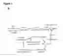 Fig. 03 - 3′-UTR sequences for stabilization of RNA