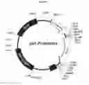 Fig. 02 - Promoter