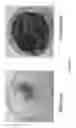 Fig. 06 - Engineered cyanobacteria with enhanced lipid production