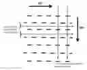 Fig. 01 - Nonwoven fabric and process for forming the same