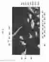 Fig. 09 - IMAGE PROCESSING DEVICE, OBSERVATION DEVICE, AND PROGRAM