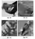 Fig. 09 - Machine learning system for generating classification data and part localization data for objects depicted in images