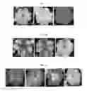 Fig. 02 - BICOLOR IMPATIENS VARIETIES AND METHOD OF BREEDING THE SAME
