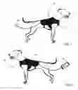 Fig. 02 - PET THERAPY JACKET