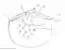Fig. 01 - FUNCTIONAL MASK