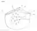 Fig. 02 - FUNCTIONAL MASK