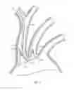 Fig. 03 - Dual endovascular filter and methods of use
