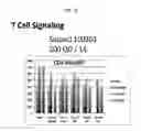 Fig. 41 - Methods of treating cancer