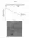 Fig. 12 - Therapy using cardiac stem cells and mesenchymal stem cells
