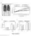 Fig. 03 - Anti-obesity microbiota compositions and preparation methods and uses thereof