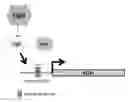 Fig. 01 - Gene expression system for probiotic microorganisms