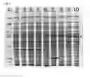 Fig. 04 - Gene expression system for probiotic microorganisms