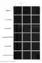 Fig. 05 - BOLAAMPHIPHILIC COMPOUNDS, COMPOSITIONS AND USES THEREOF
