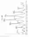 Fig. 85 - Antibody adjuvant conjugates