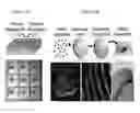 Fig. 02 - In situ expansion of engineered devices for regeneration