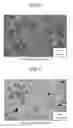 Fig. 06 - TiAI-BASED INTERMETALLIC SINTERED COMPACT AND METHOD FOR PRODUCING TiAI-BASED INTERMETALLIC SINTERED COMPACT