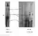 Fig. 06 - Manufacturing process for striae-free multicomponent chalcogenide glasses via multiple fining steps