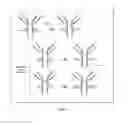 Fig. 02 - Prodrugs of cytotoxic active agents having enzymatically cleavable groups