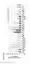 Fig. 06 - Cell epitopes and combination of cell epitopes for use in the immunotherapy of myeloma and other cancers