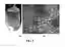 Fig. 06 - PROCESS FOR PREPARING THREE DIMENSIONAL POROUS SCAFFOLD AND THE THREE DIMENSIONAL POROUS SCAFFOLD FORMED THEREOF
