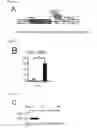 Fig. 02 - METHOD FOR PRODUCING CARDIAC PRECURSOR CELL AND MYOCARDIAL CELL FROM PLURIPOTENT STEM CELL