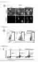 Fig. 03 - METHOD FOR PRODUCING CARDIAC PRECURSOR CELL AND MYOCARDIAL CELL FROM PLURIPOTENT STEM CELL