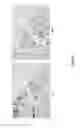 Fig. 43 - Oligonucleotide probes and uses thereof