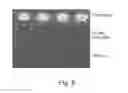 Fig. 09 - Method of immobilizing a nucleic acid probe to a solid support