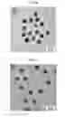 Fig. 03 - CORE-SHELL PLASMONIC NANOGAPPED NANOSTRUCTURED MATERIAL