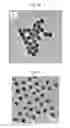 Fig. 07 - CORE-SHELL PLASMONIC NANOGAPPED NANOSTRUCTURED MATERIAL