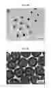 Fig. 10 - CORE-SHELL PLASMONIC NANOGAPPED NANOSTRUCTURED MATERIAL