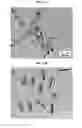 Fig. 20 - CORE-SHELL PLASMONIC NANOGAPPED NANOSTRUCTURED MATERIAL