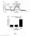 Fig. 02 - 3-D TISSUE CULTURE BASED METHOD TO ASSESS MITOCHONDRIAL IMPAIRMENT