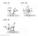 Fig. 02 - FLUORESCENT IMMUNOSTAINING METHOD