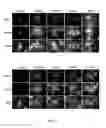 Fig. 05 - SUBCELLULAR LOCALIZATION OF TARGET ANALYTES