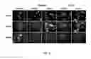 Fig. 06 - SUBCELLULAR LOCALIZATION OF TARGET ANALYTES