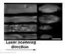 Fig. 01 - Graded index single crystal active waveguide in glass