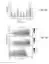Fig. 09 - DETECTION OF HIGH-RESOLUTION STRUCTURAL VARIANTS USING LONG-READ GENOME SEQUENCE ANALYSIS