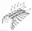 Fig. 01 - Split sternum prosthesis