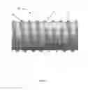 Fig. 08 - Expandable fastener for orthopaedic applications