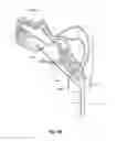 Fig. 08 - SYSTEMS, DEVICES, AND METHODS FOR OVARIAN DENERVATION