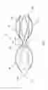 Fig. 02 - Venous valve prostheses