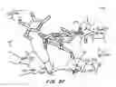 Fig. 09 - REDUCTION OF GASTROINTESTINAL TRACT COLONISATION BY CAMPYLOBACTER