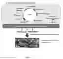 Fig. 04 - Immunogenic composition