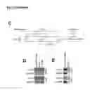 Fig. 03 - Modified arenavirus