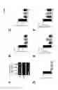 Fig. 07 - Modified arenavirus