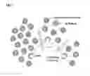 Fig. 13 - Modified arenavirus