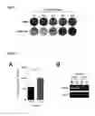 Fig. 17 - Modified arenavirus